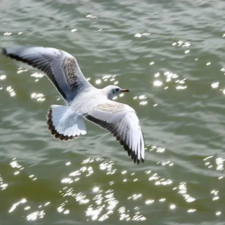 Pensjonat Medus Połąga
