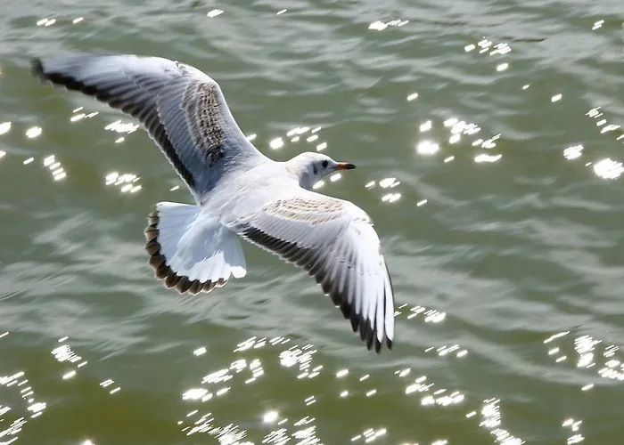 בית הארחה Medus פלאנגה